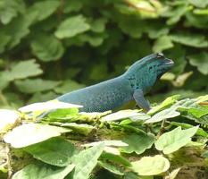 Small green gecko