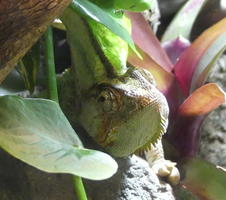Head of gecko