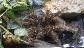Large brown tarantula