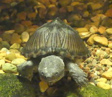 Small turtle facing camera
