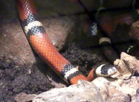 Red snake with black and white bands