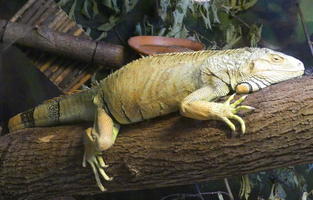 Large iguana resting on log