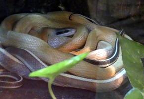 Coiled yellow snake with white and black stripes