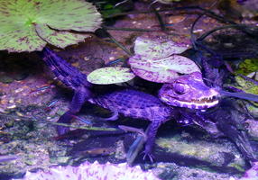 Bluish-purple alligator-like creature