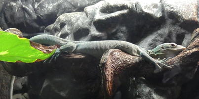Long green lizard