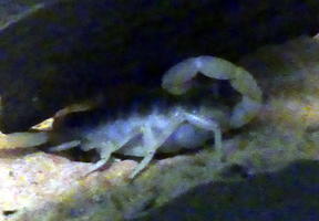 small scorpion