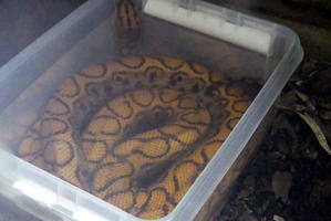Yellow spotted snake curled up in bucket of water