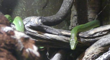 Green snake curled around tree limb
