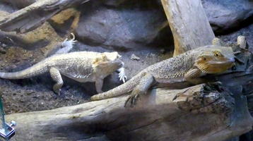 Two lizards on tree limb