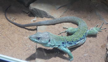 Green lizard with blue spots on sides