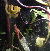 Green and yellow snakes curled around tree limbs