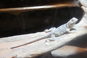 Spotted lizard with long tail