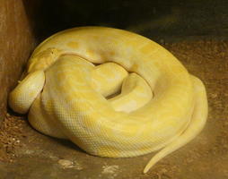 Yellow python, curled up