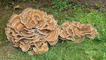 Mushrooms with convoluted shapes