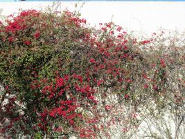 Red flowers on vines at LAX