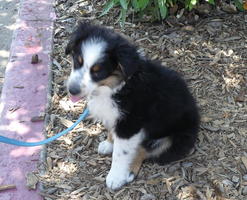 Collie pup