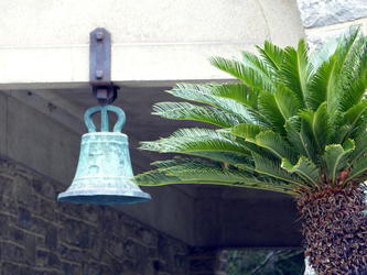 bell palm