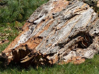 chestnut log