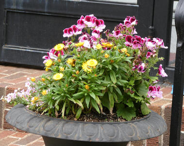 Planter with purple and yellow flowers.
