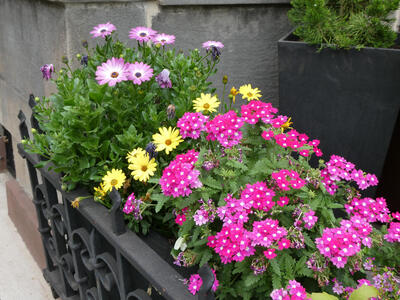 Planter with purple and yellow flowers