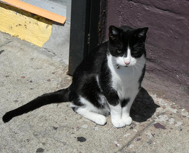 Tuxedo cat (black back, white chest) sitting upright outside store