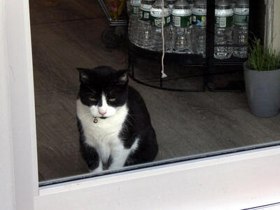 Tuxedo cat inside door of bodega