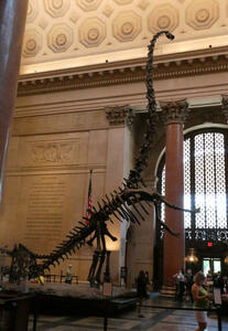 Large (4-5 meter) dinosaur skeleton at entrance to natural history museum