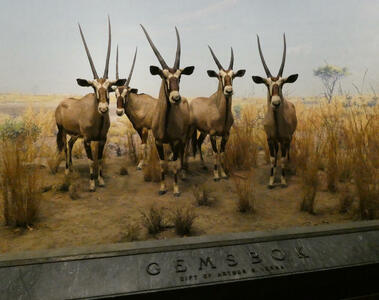 Diorama of five long-horned Gemsbok antelope.