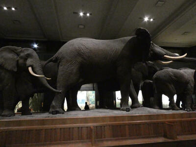 Group of elephants