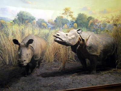 Two rhinoceroses