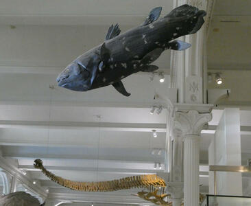 Blue coelacanth hanging from ceiling; in background, a skeleton of a long eel-like fish