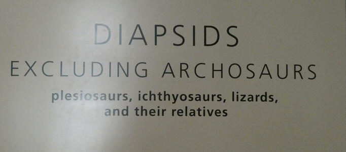 Sign reading: Diapsids Excluding Archosaurs plesiosaur, ichthyosaurs, lizards, and their relatives