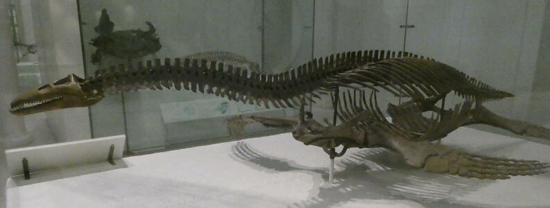 Fossil skeleton of plesiosaur, a large aquatic reptile