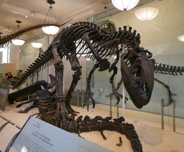 Fossil of an allosaurus (carnivorous dinosaur), crouching over