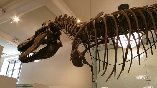 Head and neck of large dinosaur
