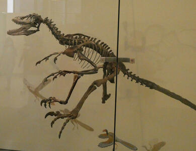 Fossil skeleton of small (< 2 m height) dinosaur