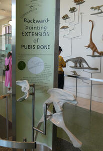 Display of two bone fossils under text: Backward-pointing EXTENSION of PUBIS BONE