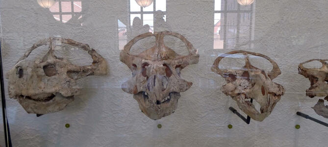 Wall display of several dinosaur skulls