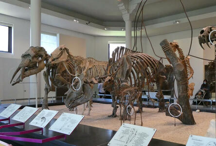 Skeletons of two dinosaurs