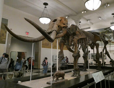 Skeleton of mammoth with large tusks