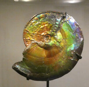 Large iridescent shell (ammonite)