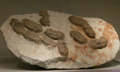Rock with multiple fossilized trilobites