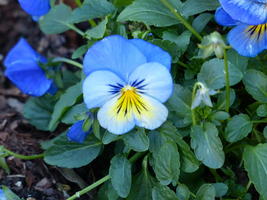 Blue flower with yellow highlights