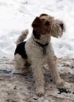 Wire-haired fox terrier