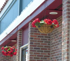 Red flowers in hanging planters