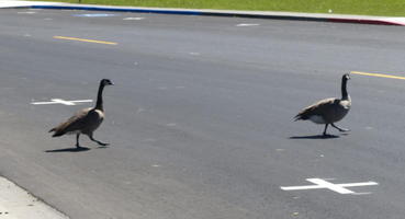 Two geese crossing road near park