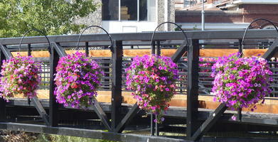 Purple and red flowers on bridge over Truckee River