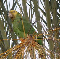 Green parrot with yellow bill in palm tree