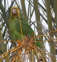 Green parrot with yellow bill in palm tree