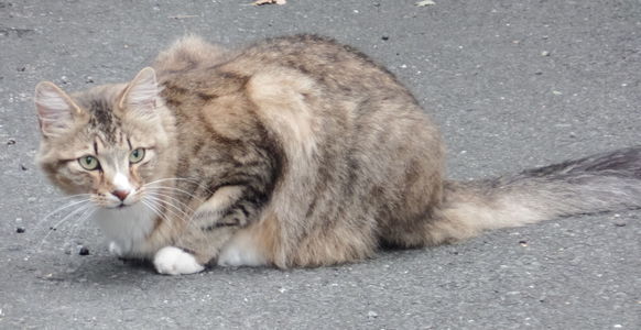 Crouching tabby cat
